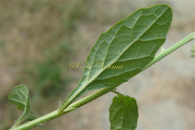  Leaf with winged petiole-Abaxial surface